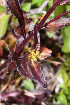 Imagem de Pedicularis racemosa Dougl. ex Hook.