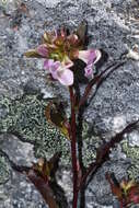 Imagem de Pedicularis racemosa Dougl. ex Hook.