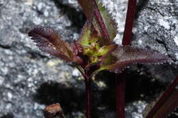 Image of sickletop lousewort