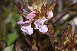 Imagem de Pedicularis racemosa Dougl. ex Hook.