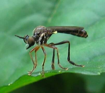 Imagem de Dioctria hyalipennis (Fabricius 1794)