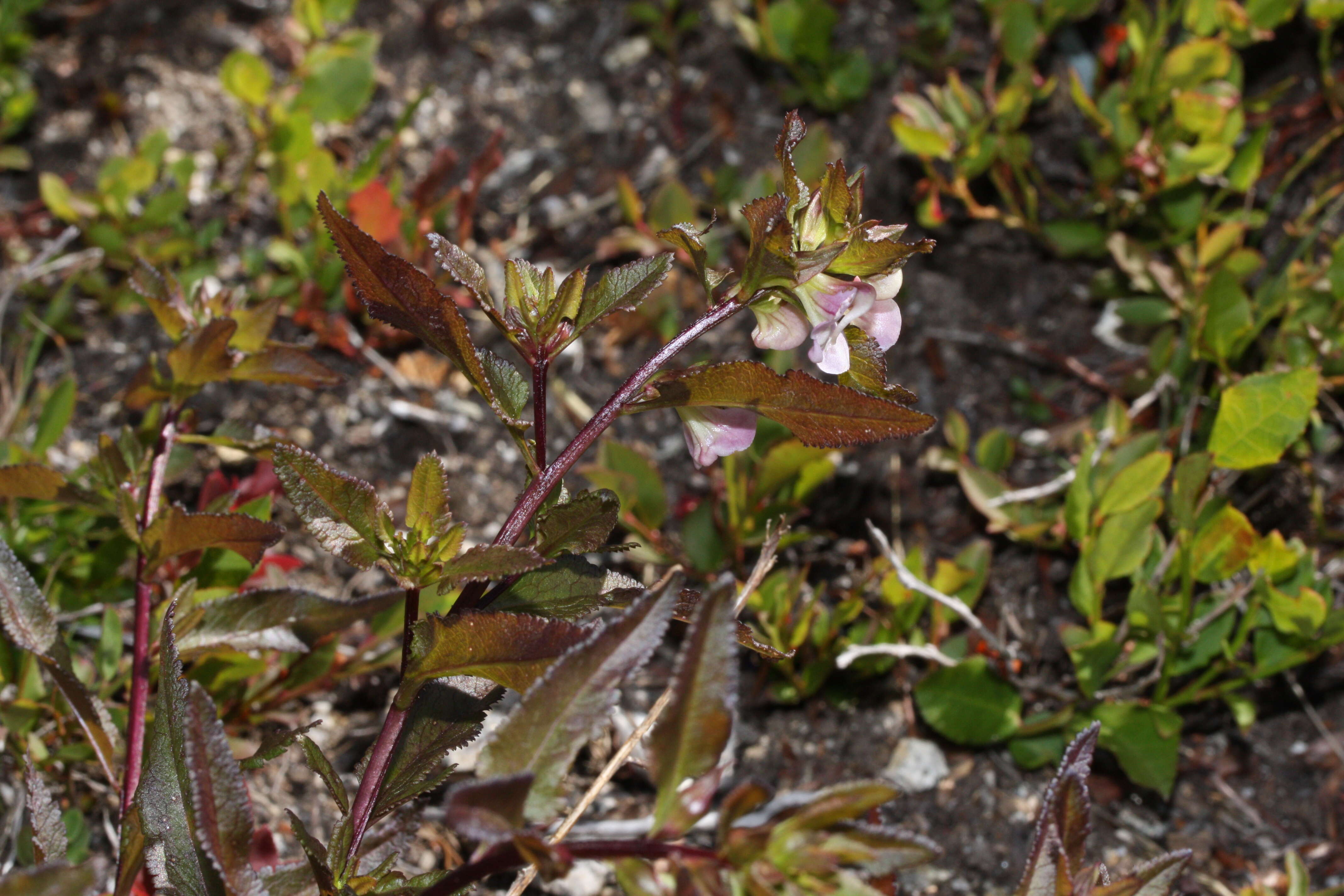 Image of sickletop lousewort