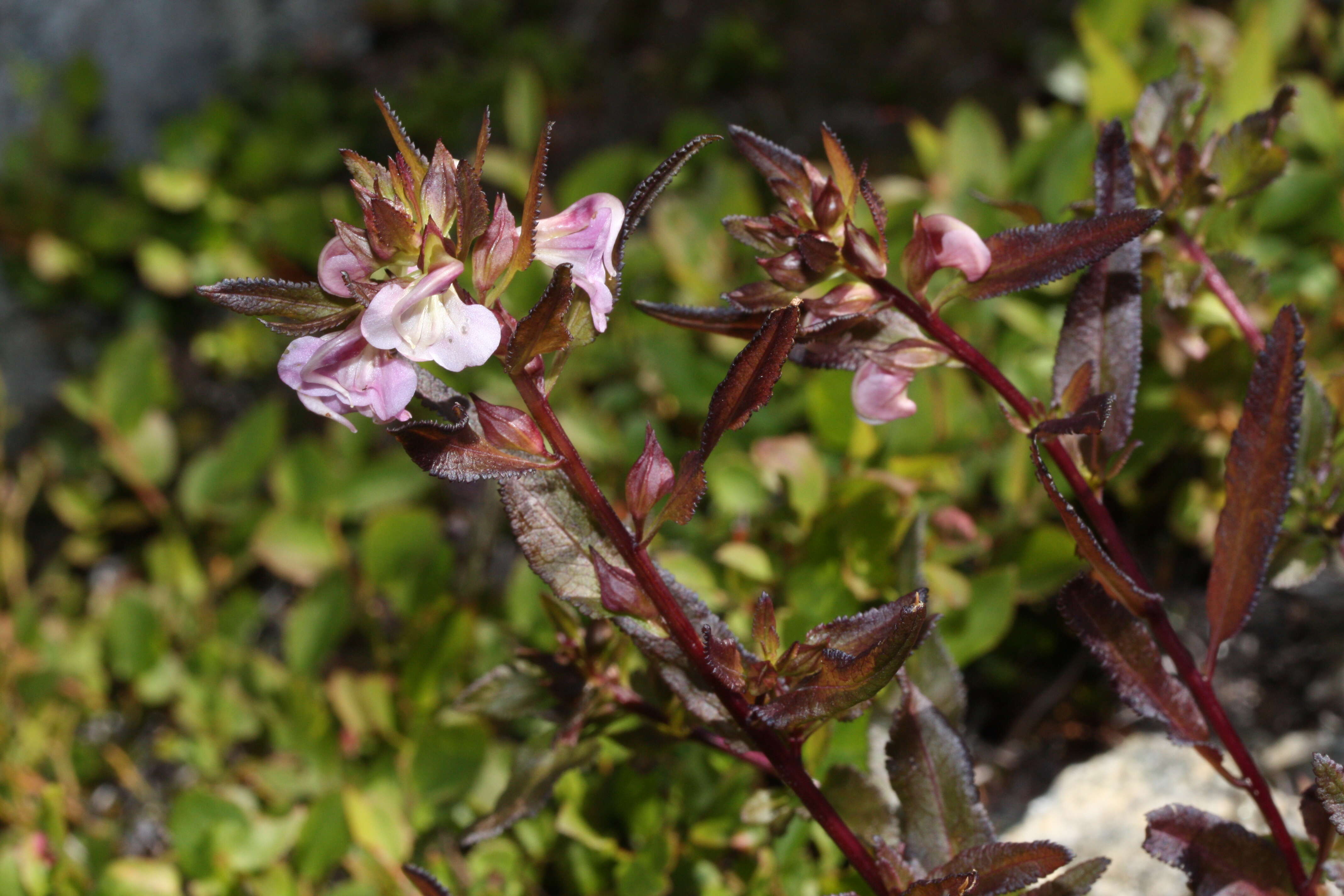 Imagem de Pedicularis racemosa Dougl. ex Hook.