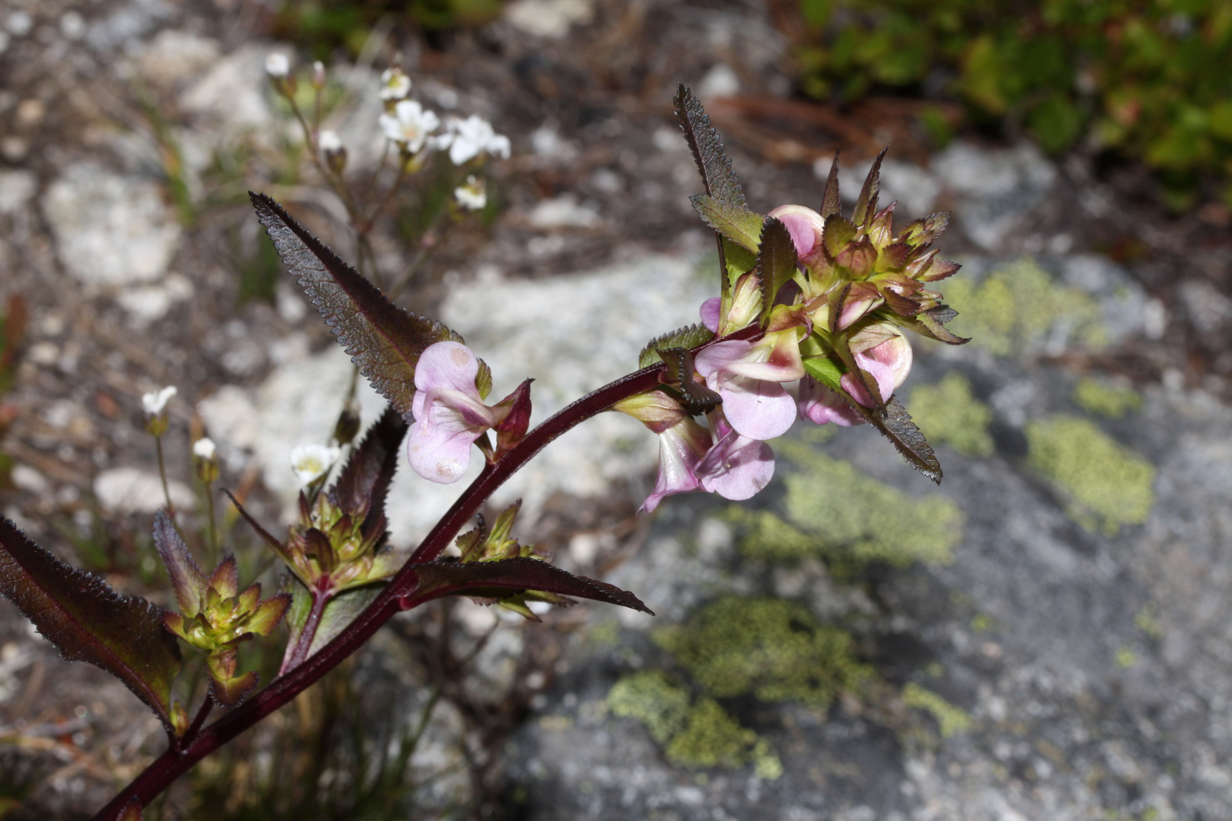 Image of sickletop lousewort