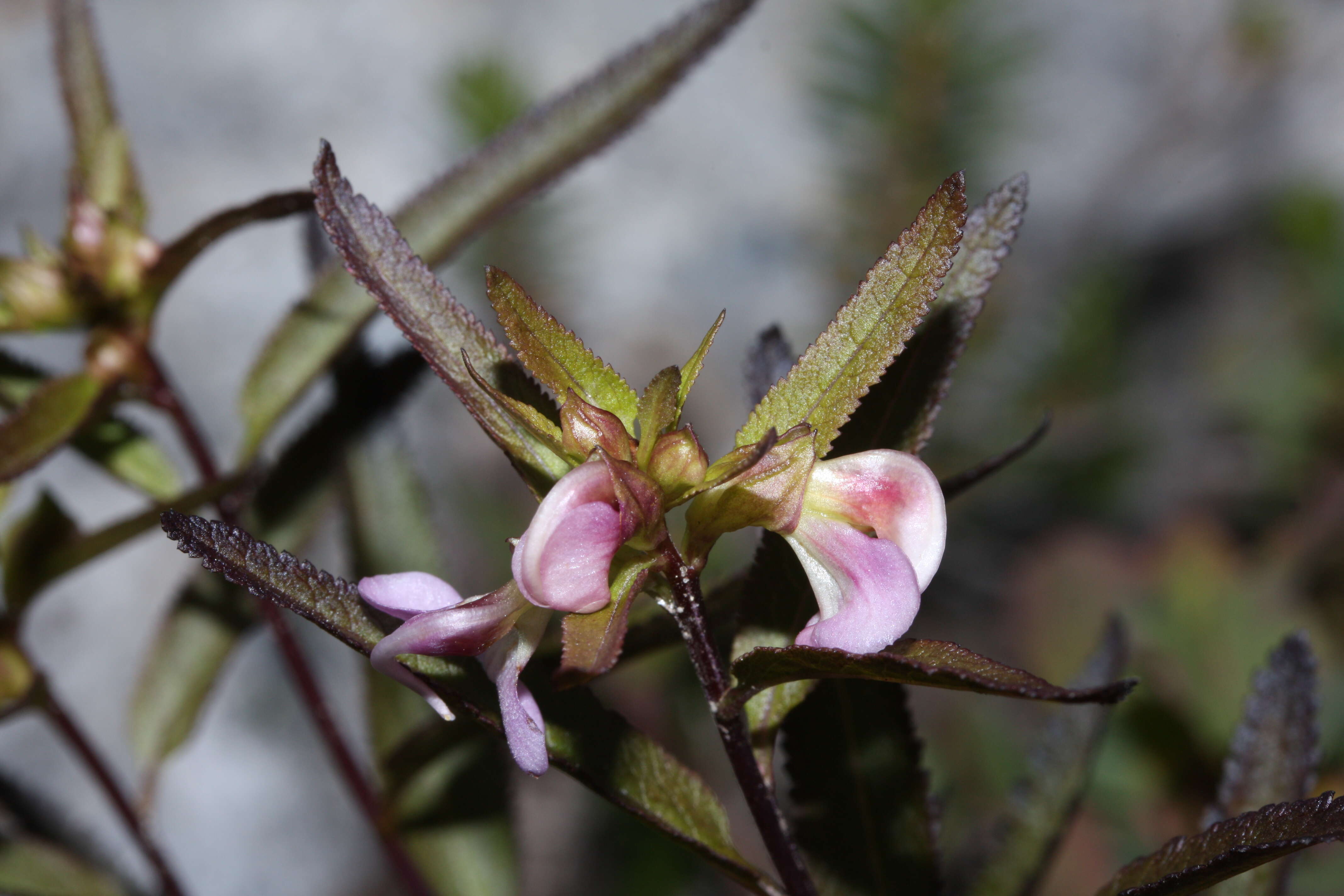 Imagem de Pedicularis racemosa Dougl. ex Hook.