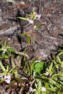 Image of sickletop lousewort