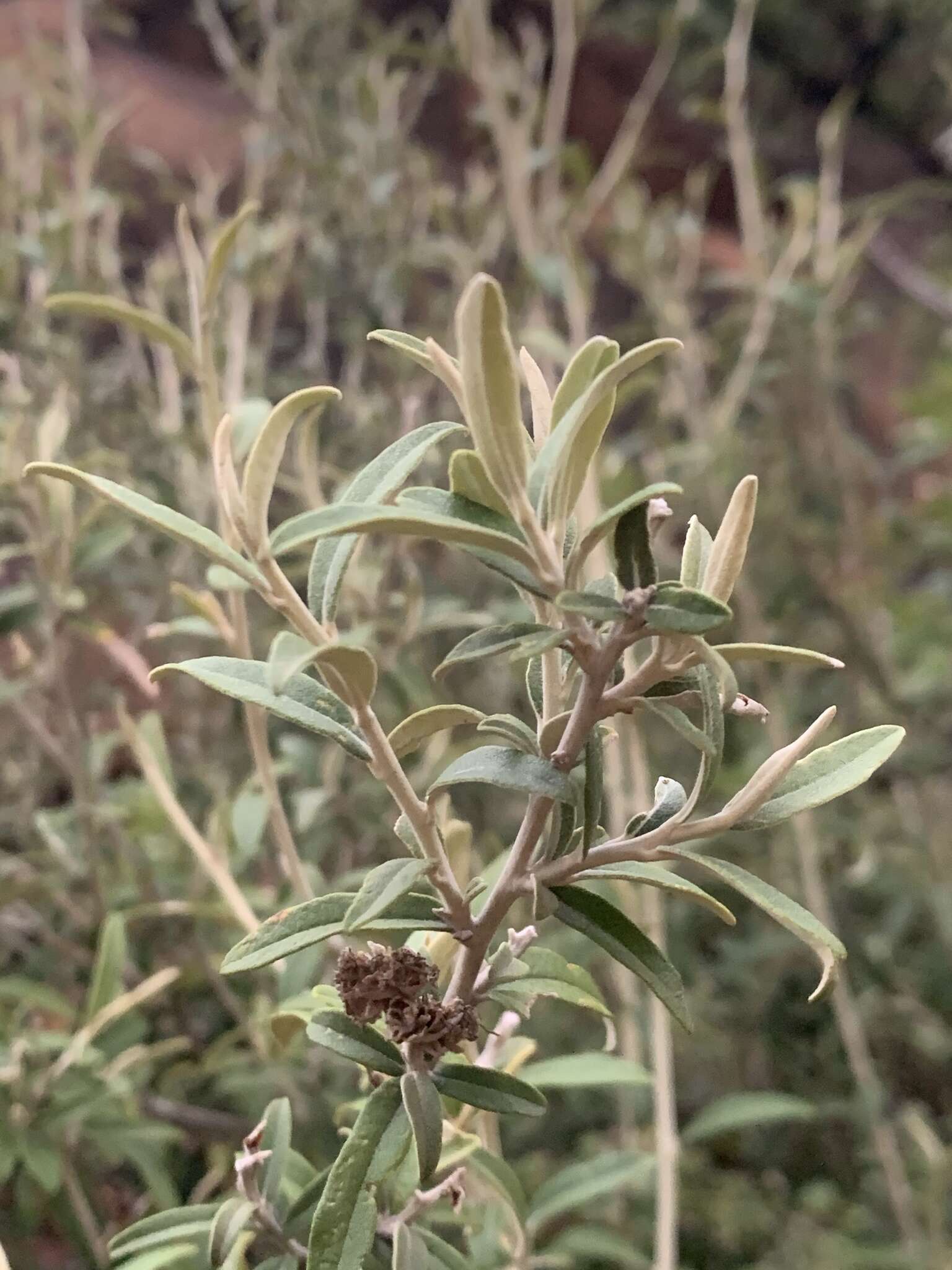 Image of Tarchonanthus minor Less.