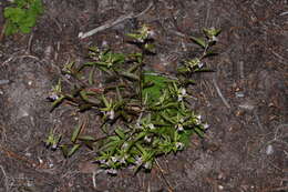 Image of sickletop lousewort