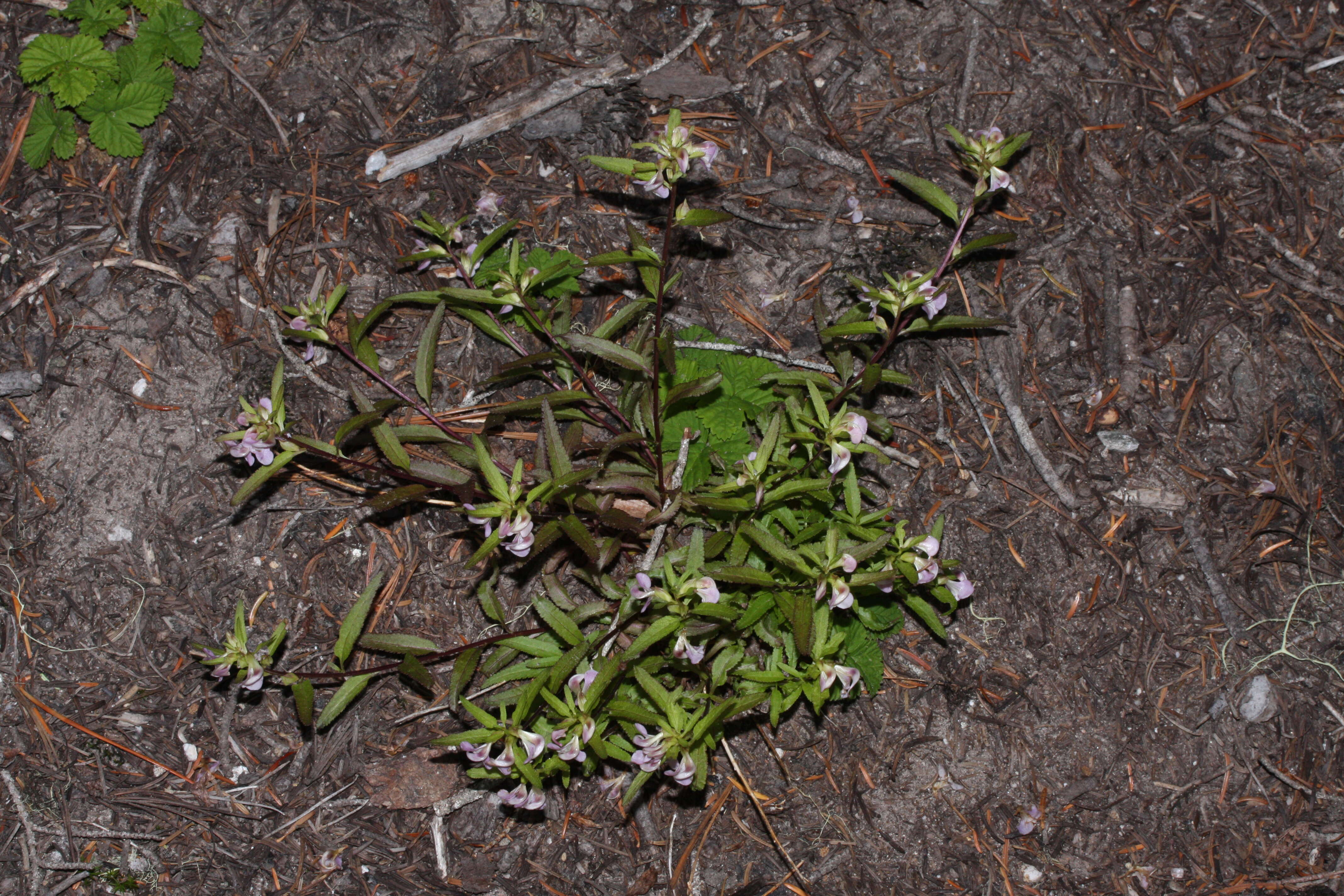 Image of sickletop lousewort