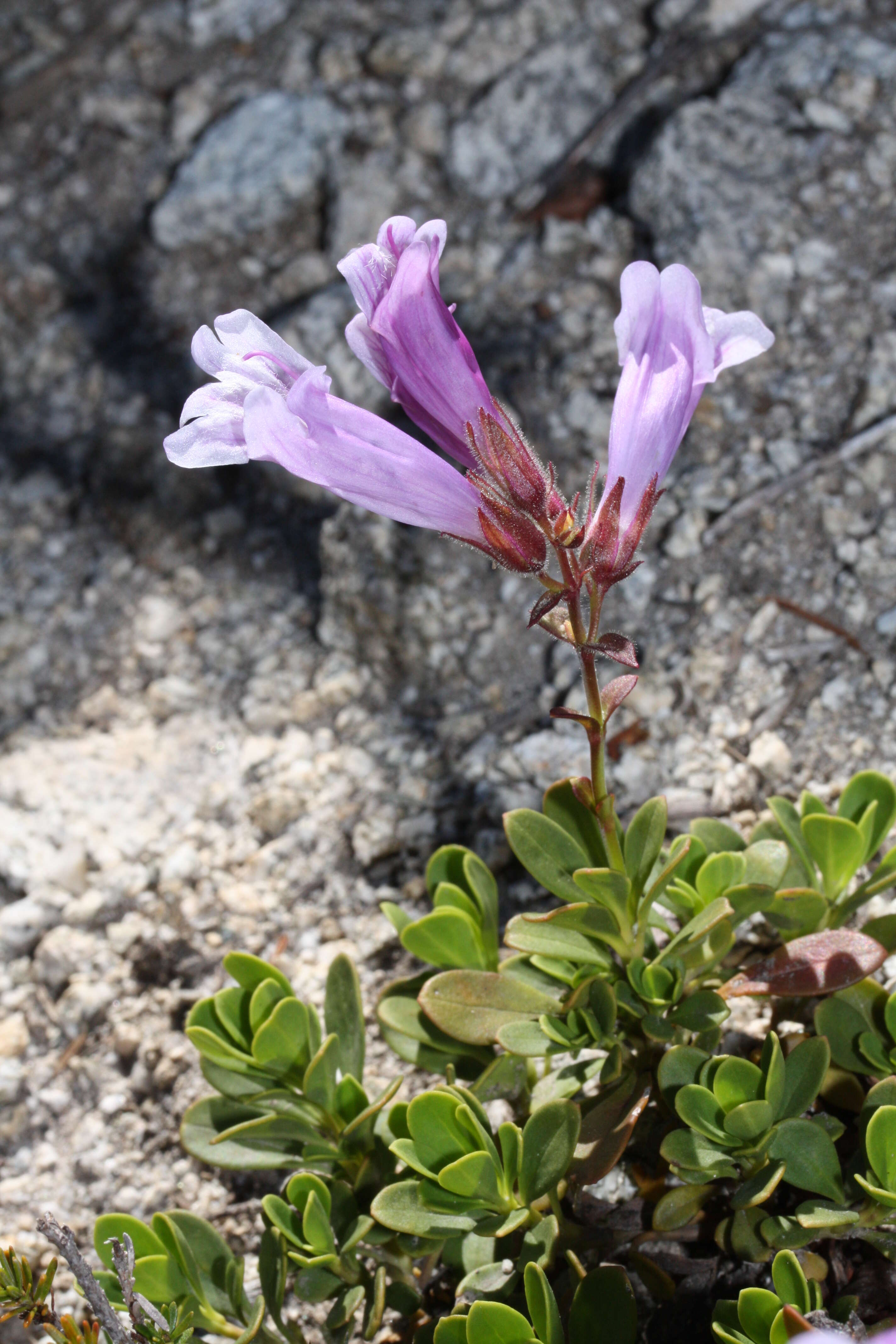 Image of Davidson's penstemon