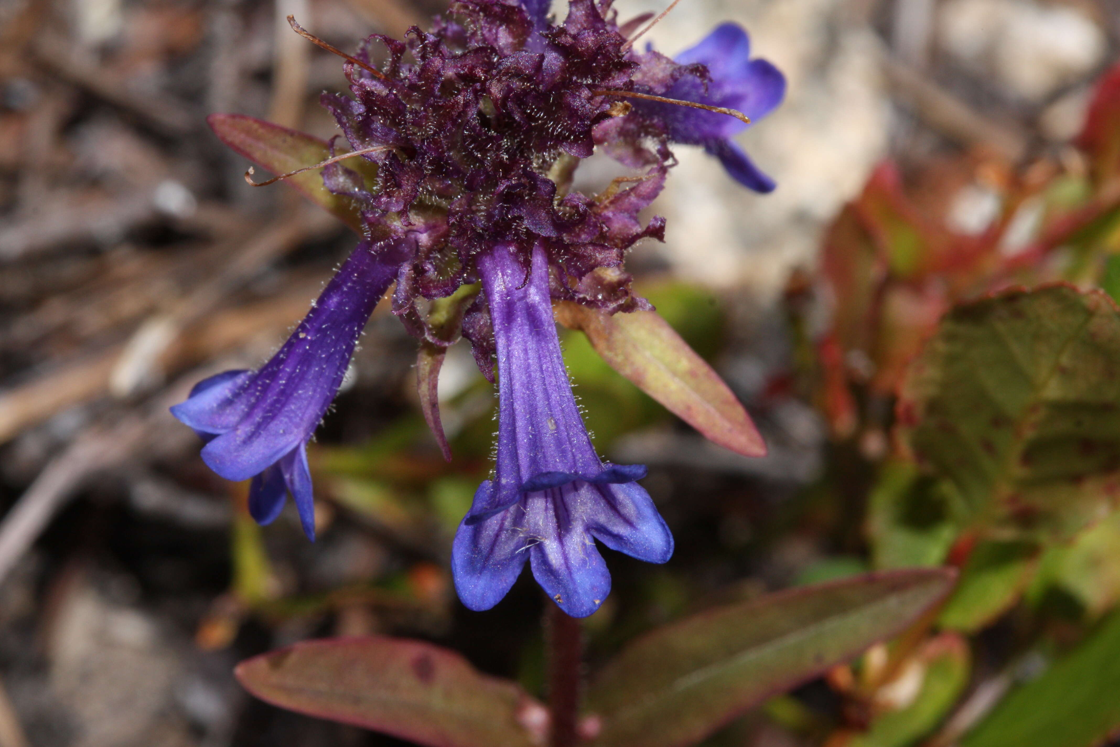 Image of littleflower penstemon