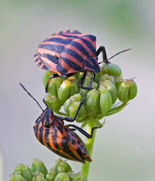 Image of <i>Graphosoma italicum</i>