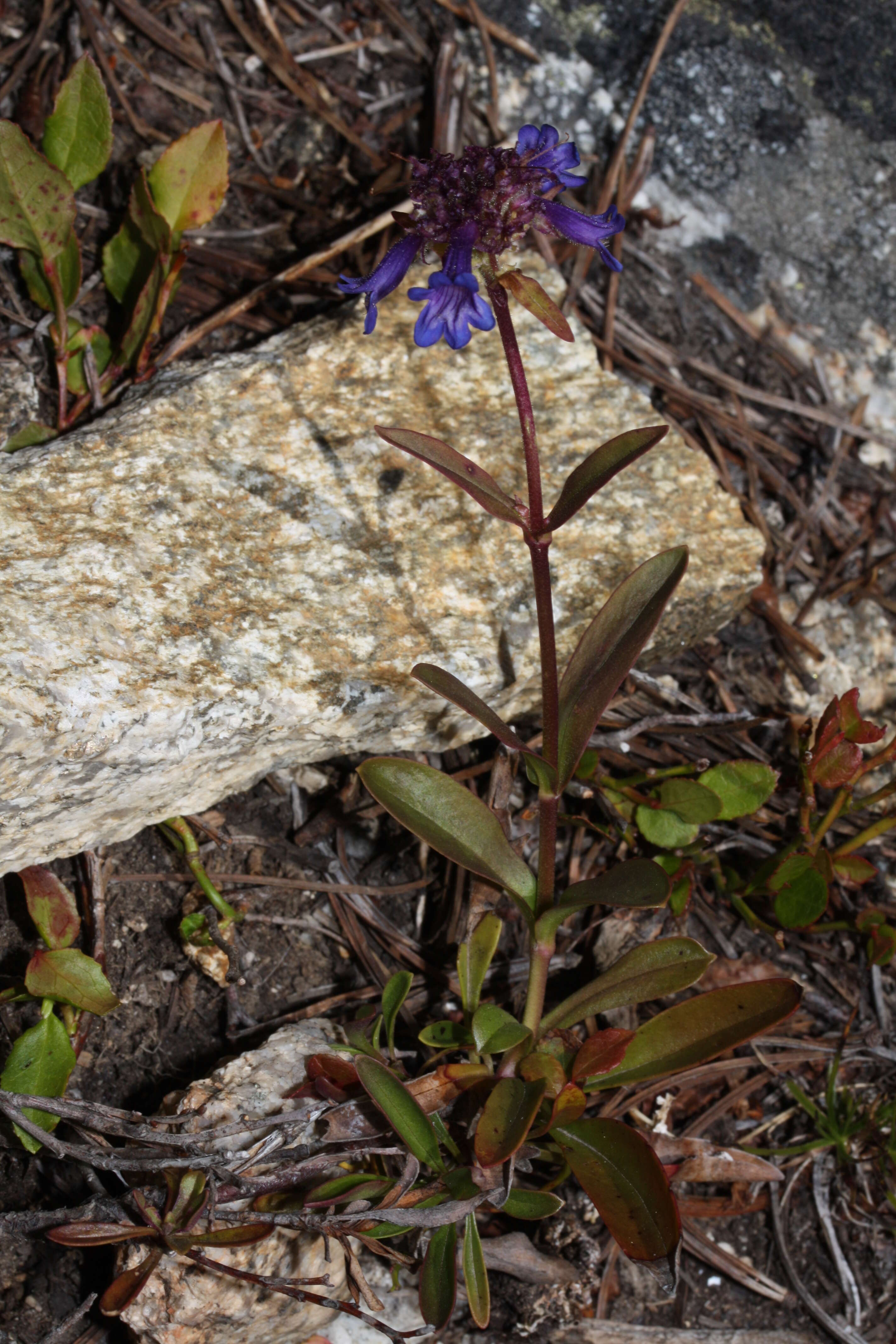 Image of littleflower penstemon