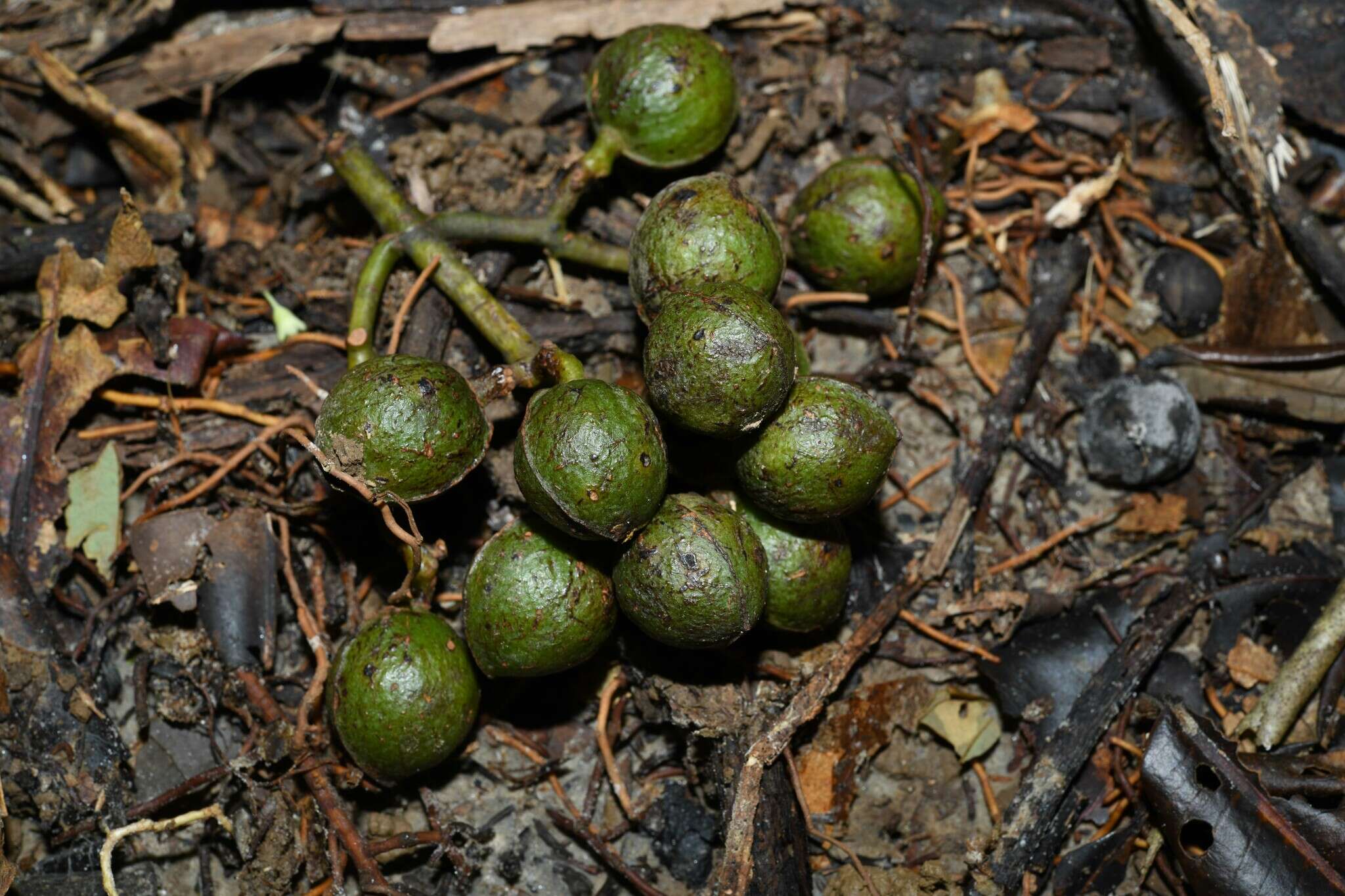 Image de Virola surinamensis (Rolander) Warb.