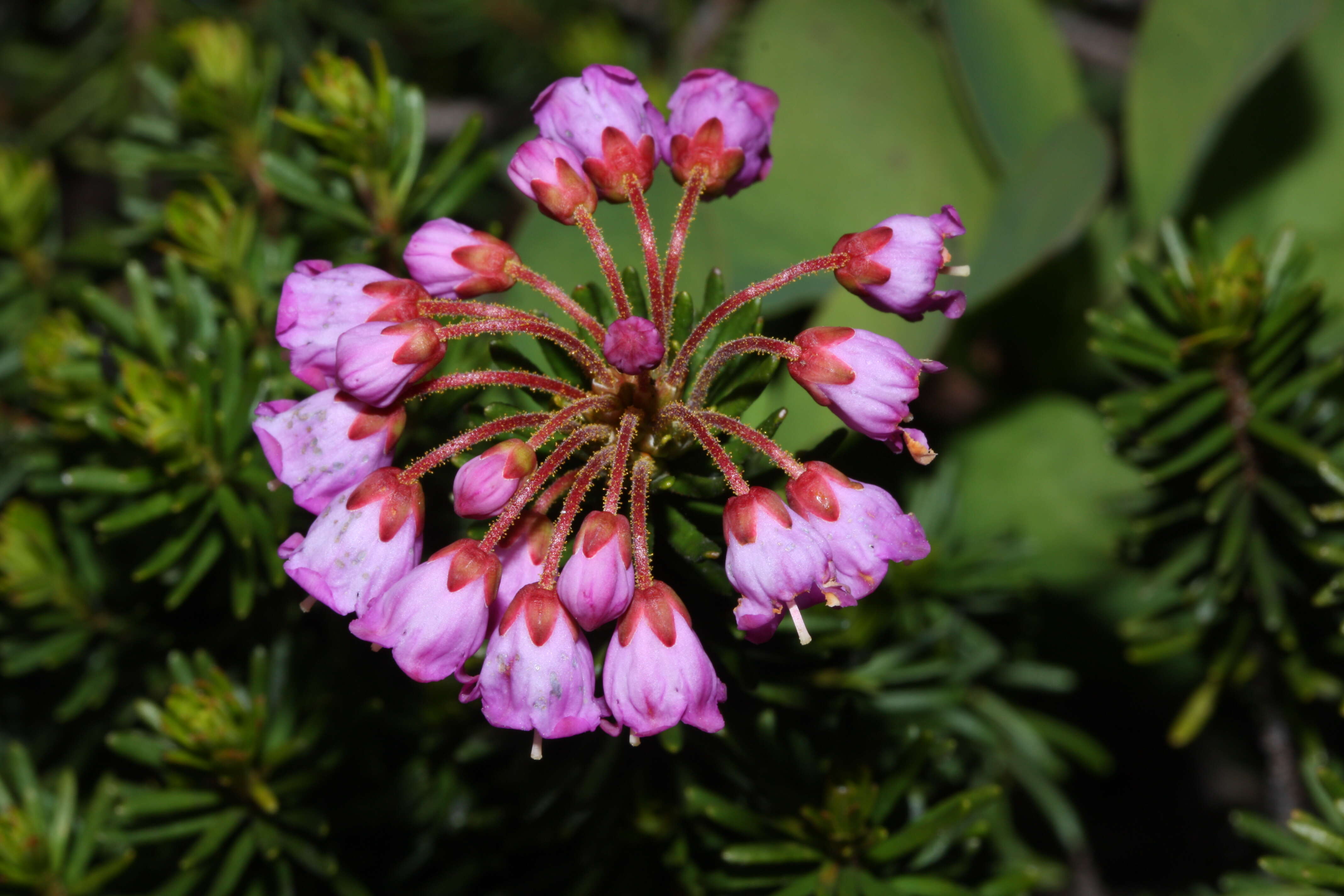 Image of pink mountainheath