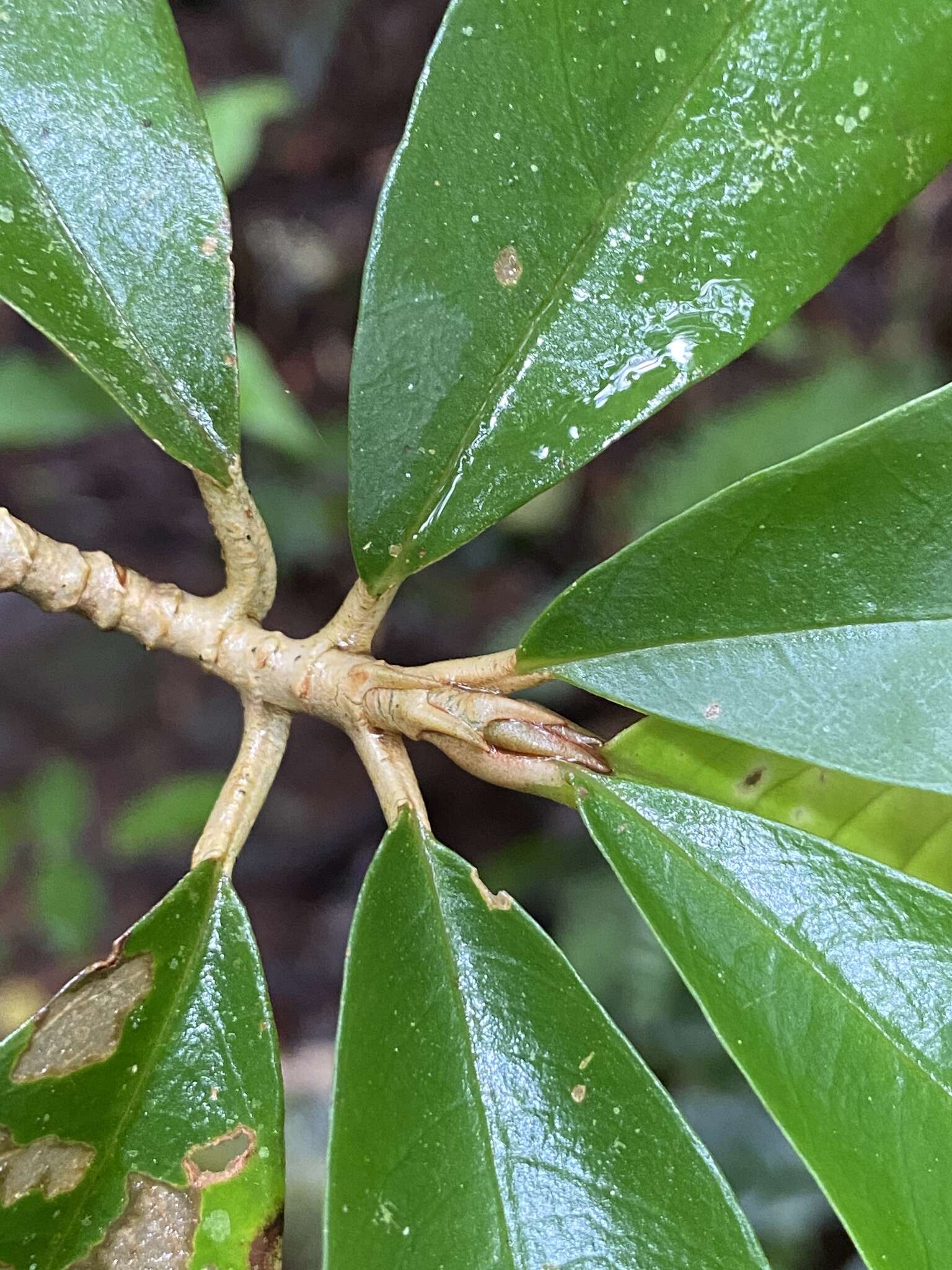 Image of Cyrtandra baileyi F. Muell.