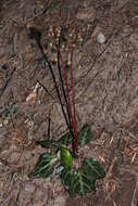 Image of whiteveined wintergreen