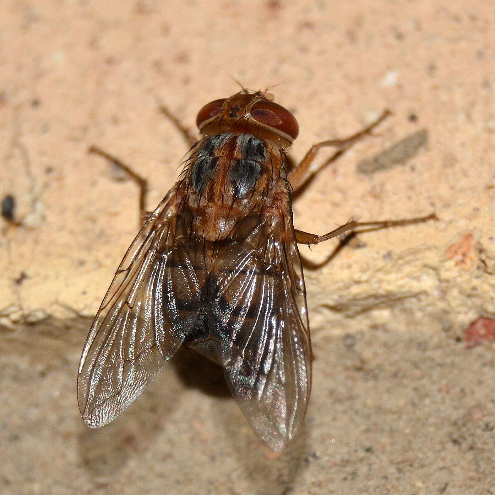 Cordylobia anthropophaga (Blanchard & Berenger-Feraud 1872) resmi