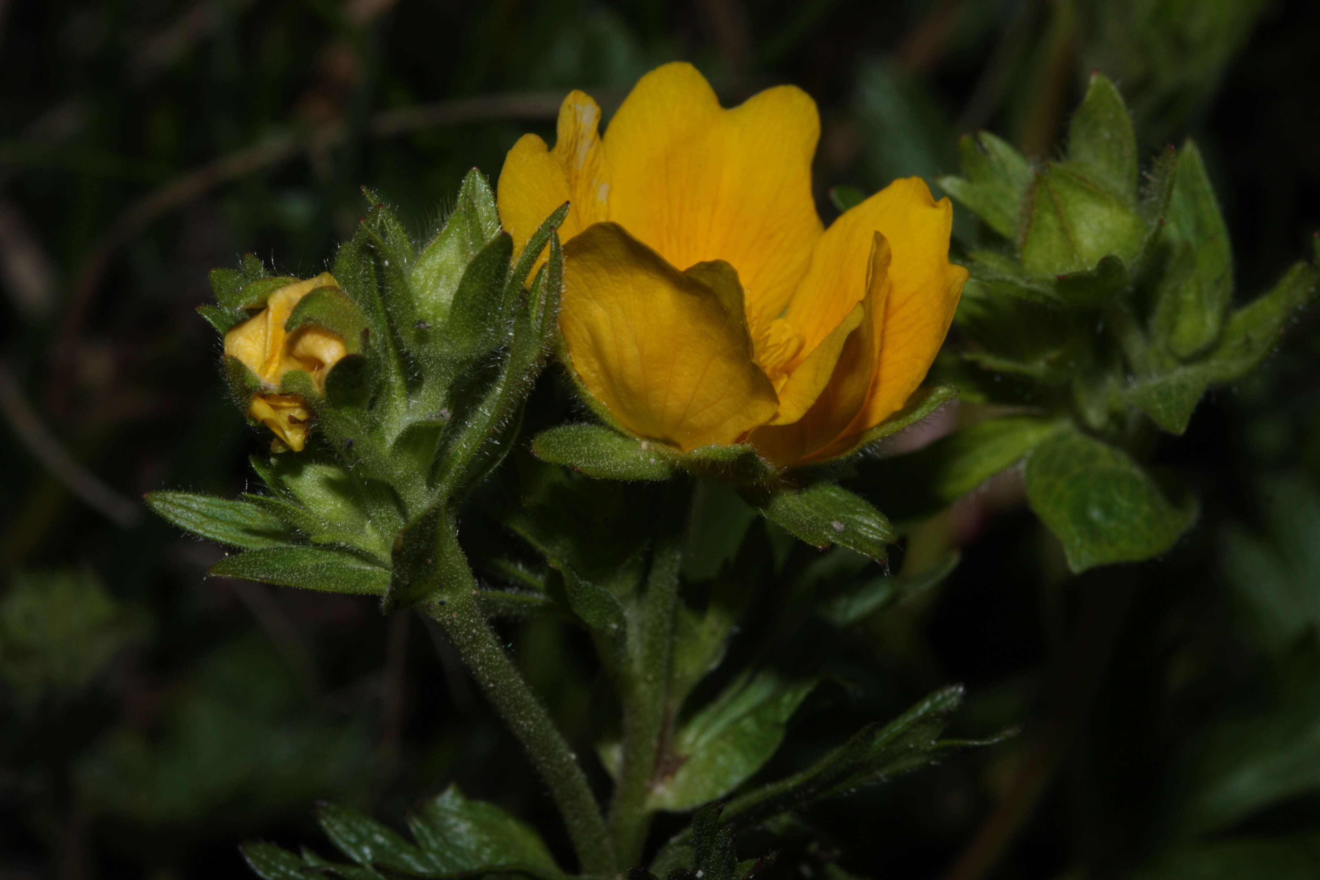 Image de Ranunculus eschscholtzii Schltdl.