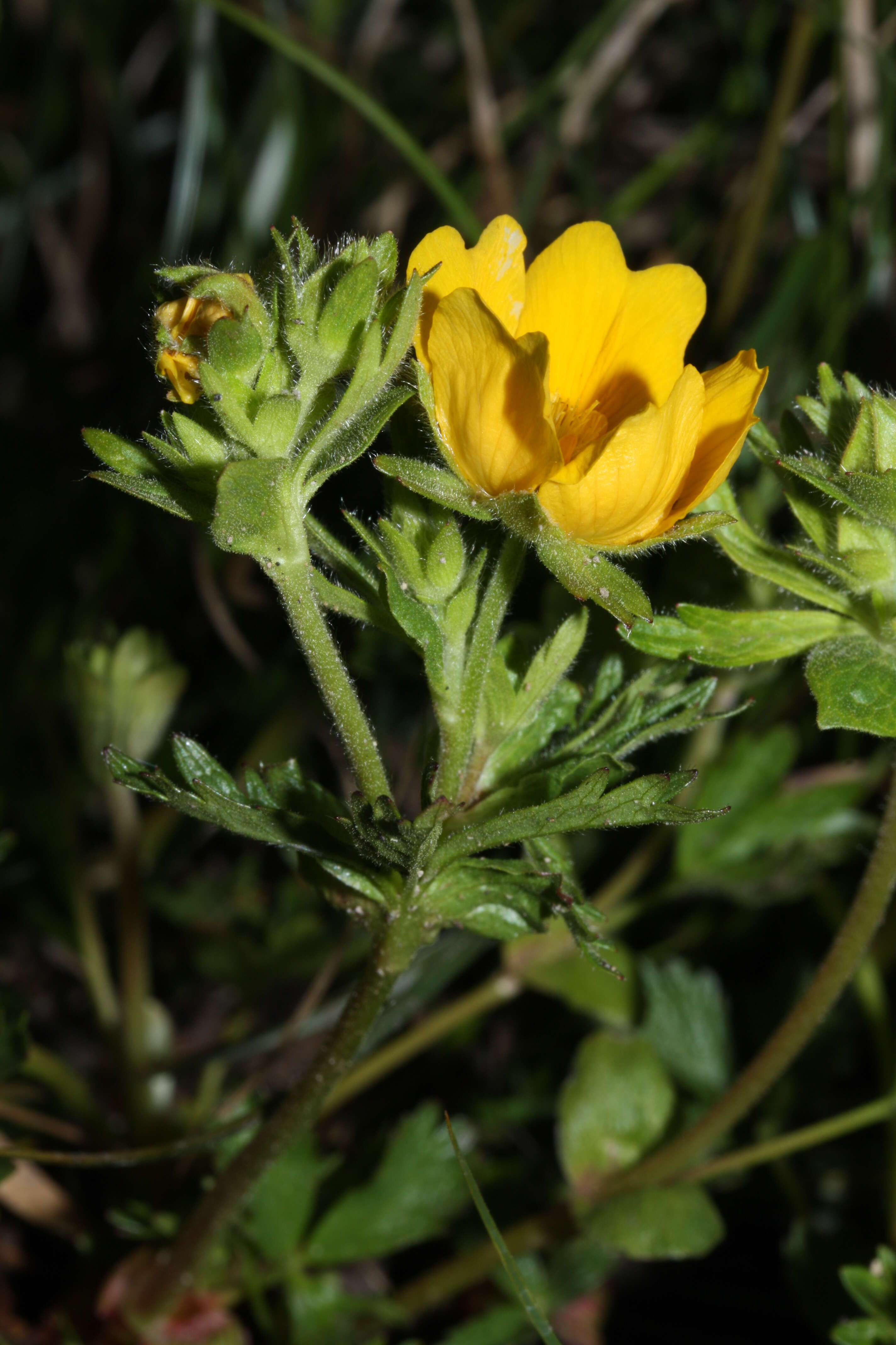 Image de Ranunculus eschscholtzii Schltdl.