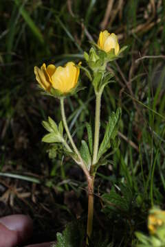 Image de Ranunculus eschscholtzii Schltdl.