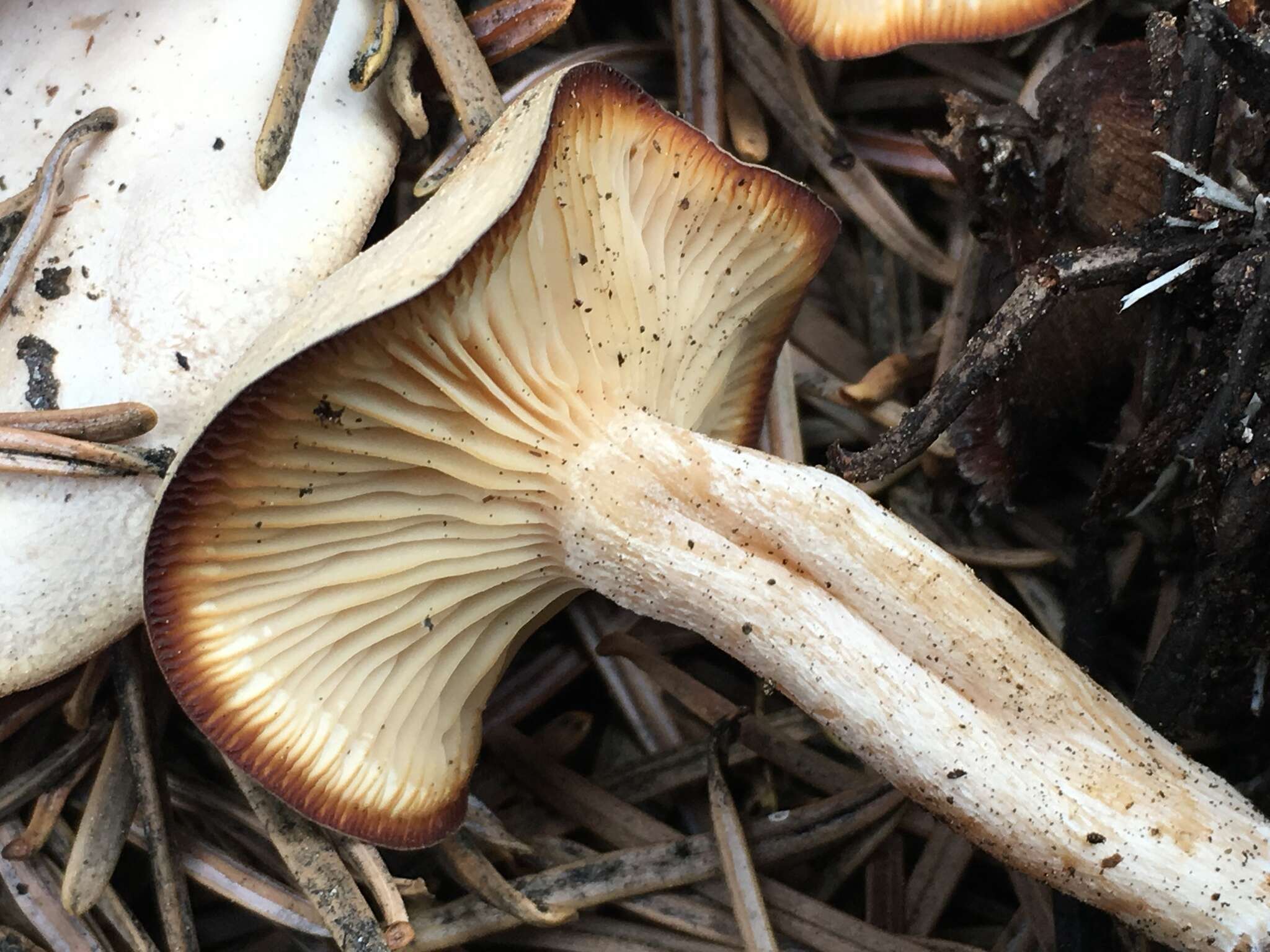 Image of Clitocybe albirhiza H. E. Bigelow & A. H. Sm. 1963