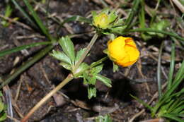 صورة Ranunculus eschscholtzii Schltdl.