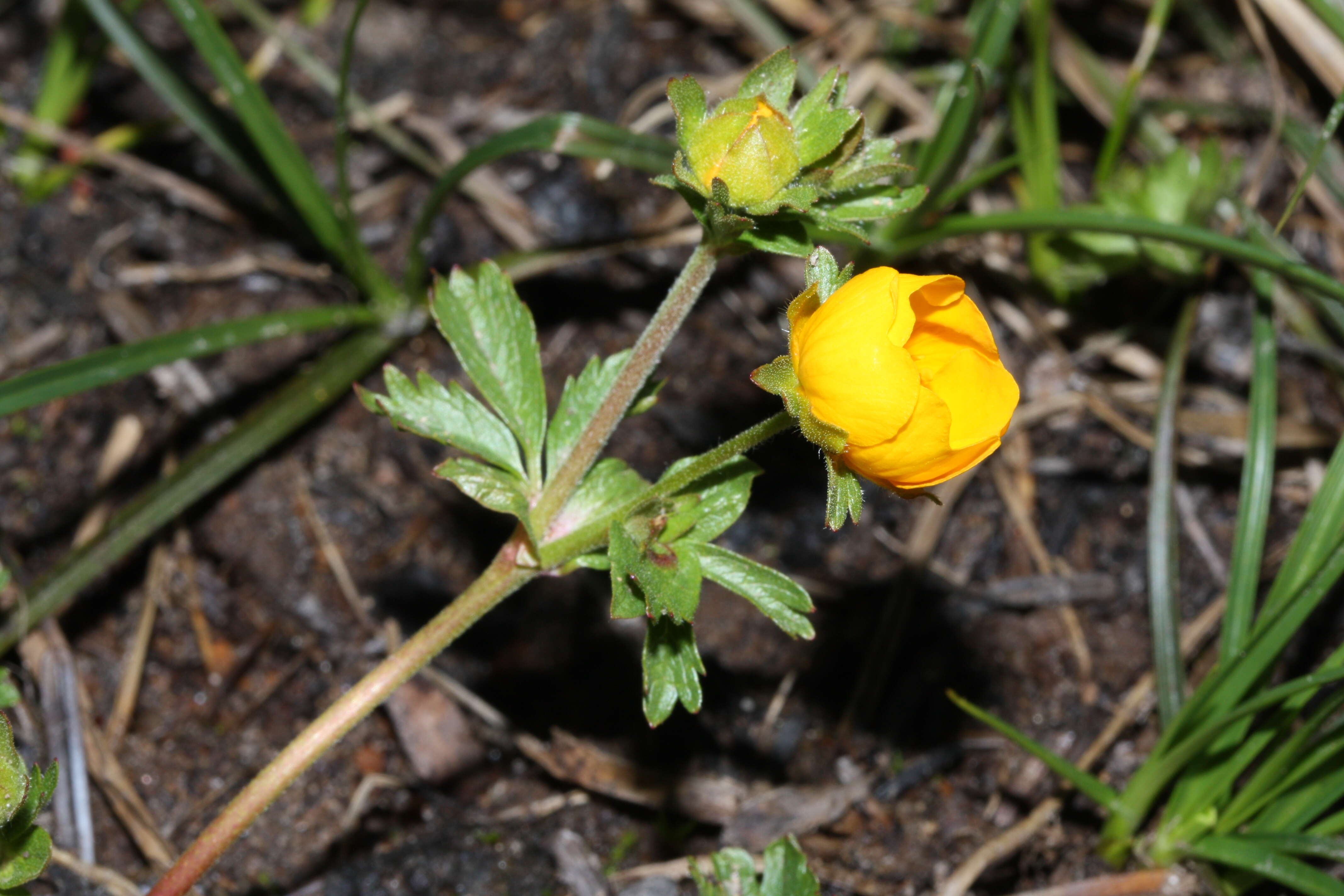 صورة Ranunculus eschscholtzii Schltdl.