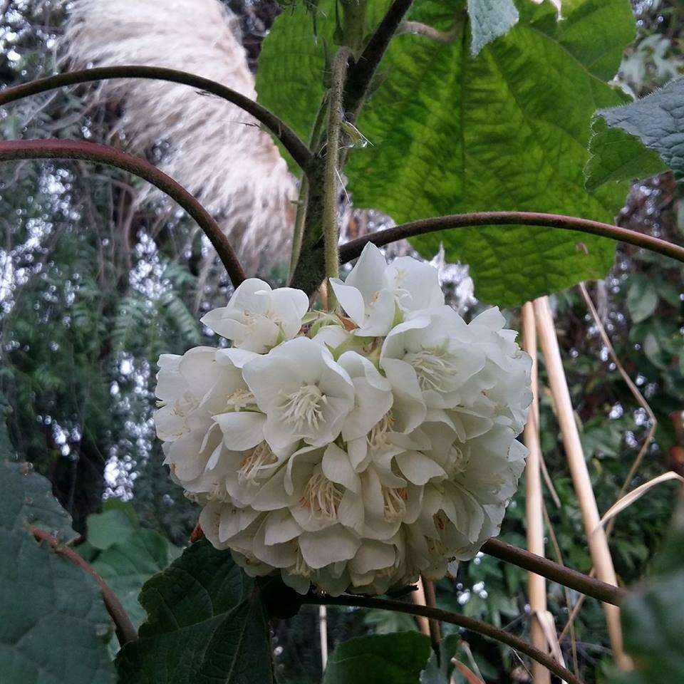 Image of <i>Dombeya</i> × <i>cayeuxii</i>