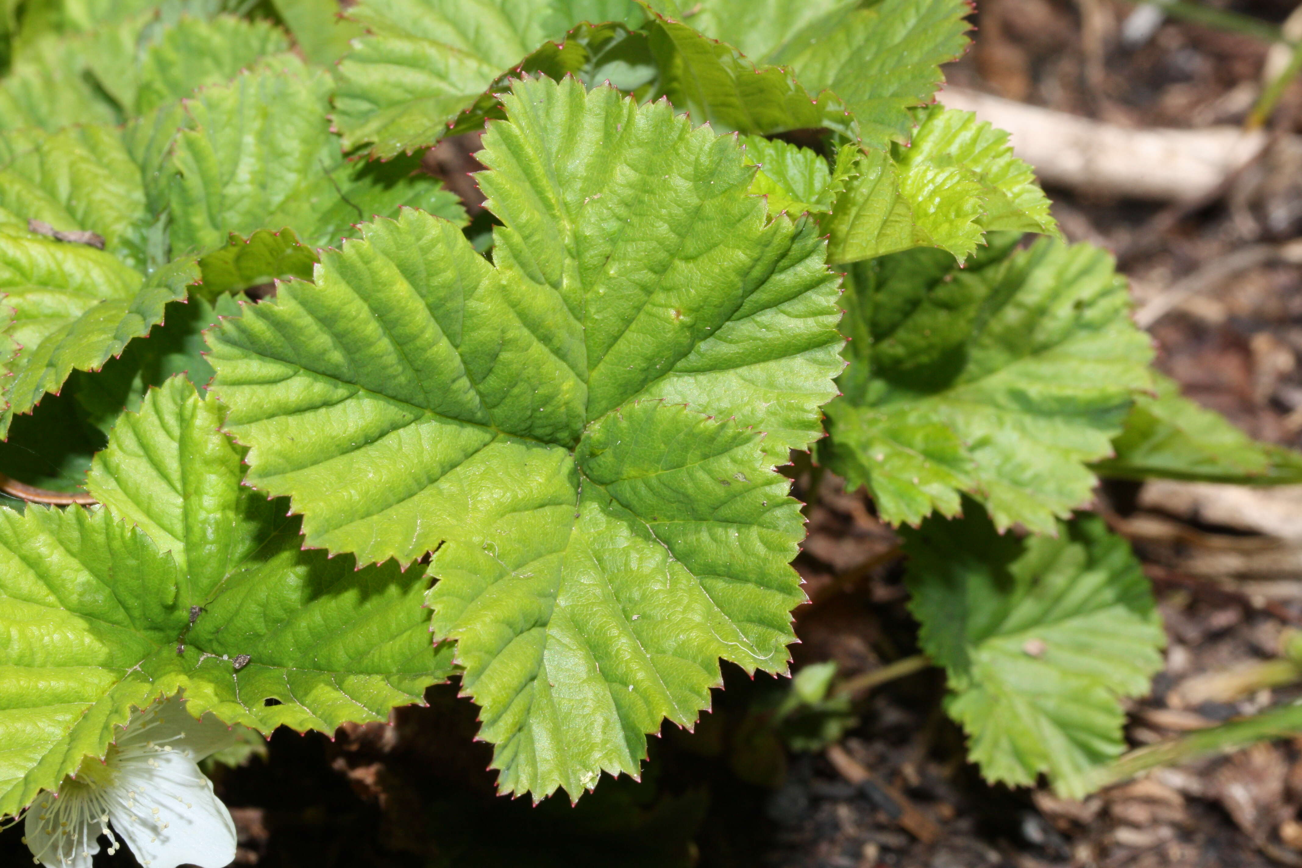 Image of roughfruit berry