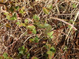 Image of Gonocarpus mezianus (Schindl.) Orchard