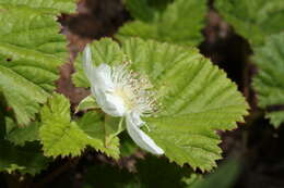 Image of roughfruit berry