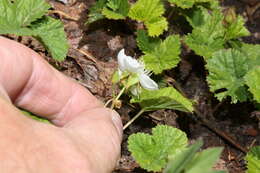 Image of roughfruit berry