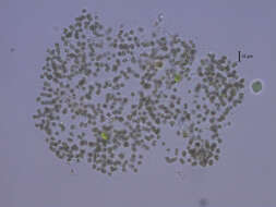 Image of Microcystis smithii