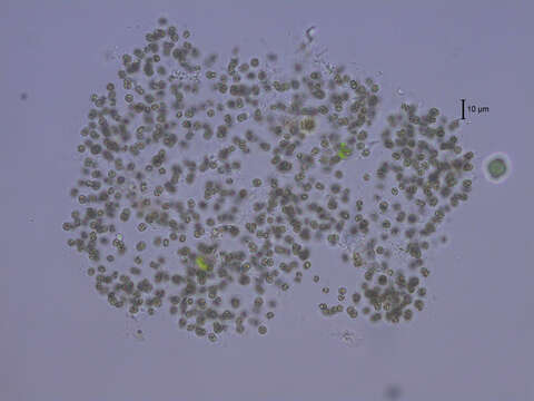 Plancia ëd Microcystis smithii