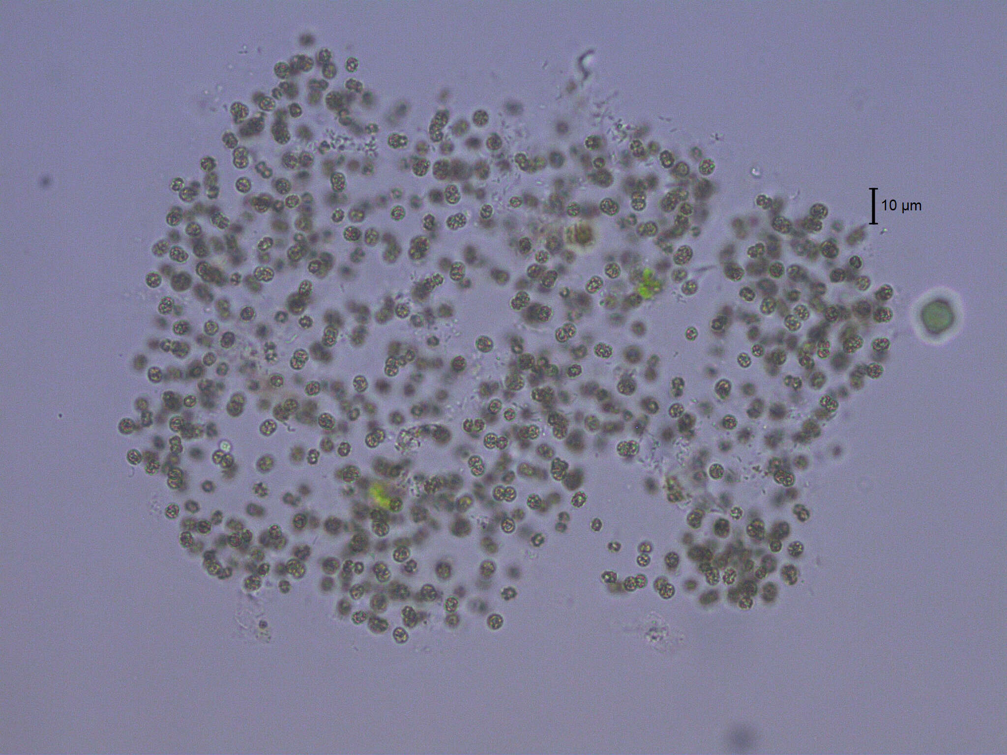 Image de Microcystis smithii