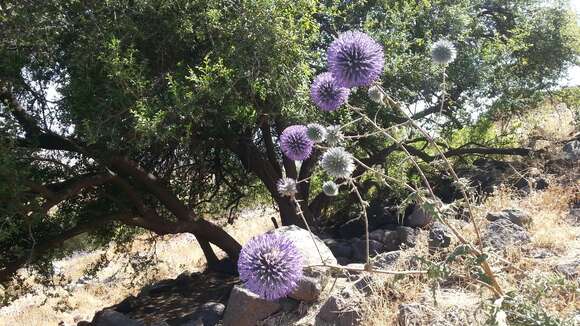 Image of Echinops adenocaulos Boiss.