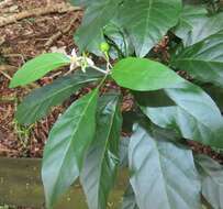 Image de Solanum goetzei Damm.