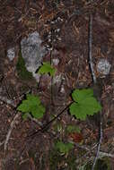 Image of threeleaf foamflower