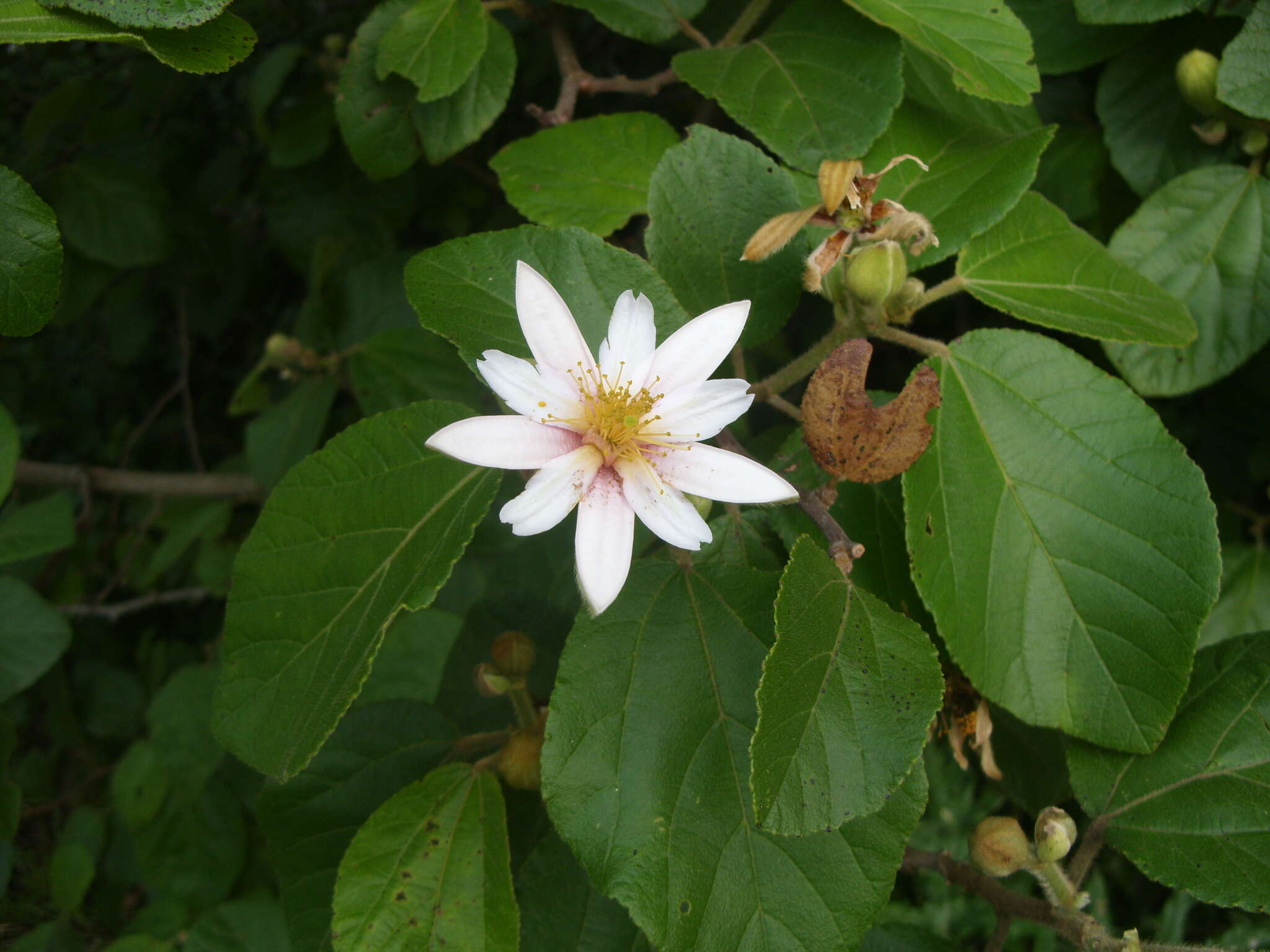 Grewia lasiocarpa E. Mey.的圖片