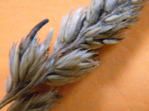 Image of Ergot