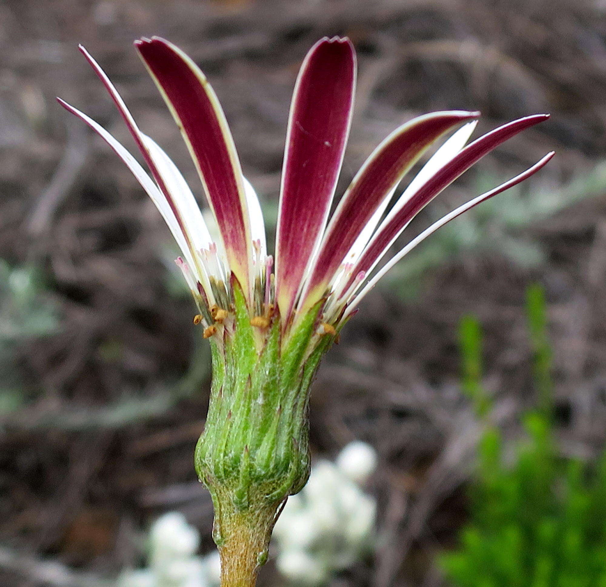 صورة Gerbera serrata (Thunb.) Druce