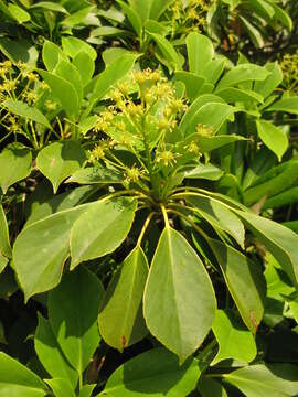 Image of Trochodendron