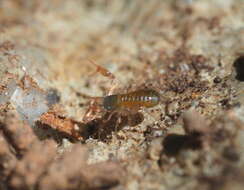 Image of Pseudoscorpion