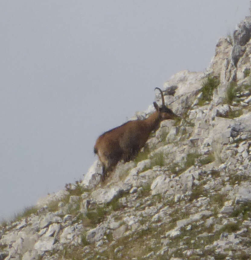 Image of Apennine chamois