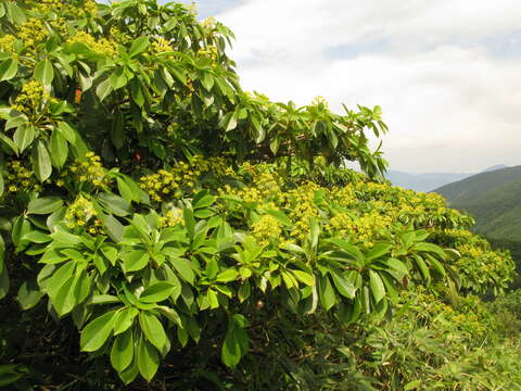 Image of Trochodendron