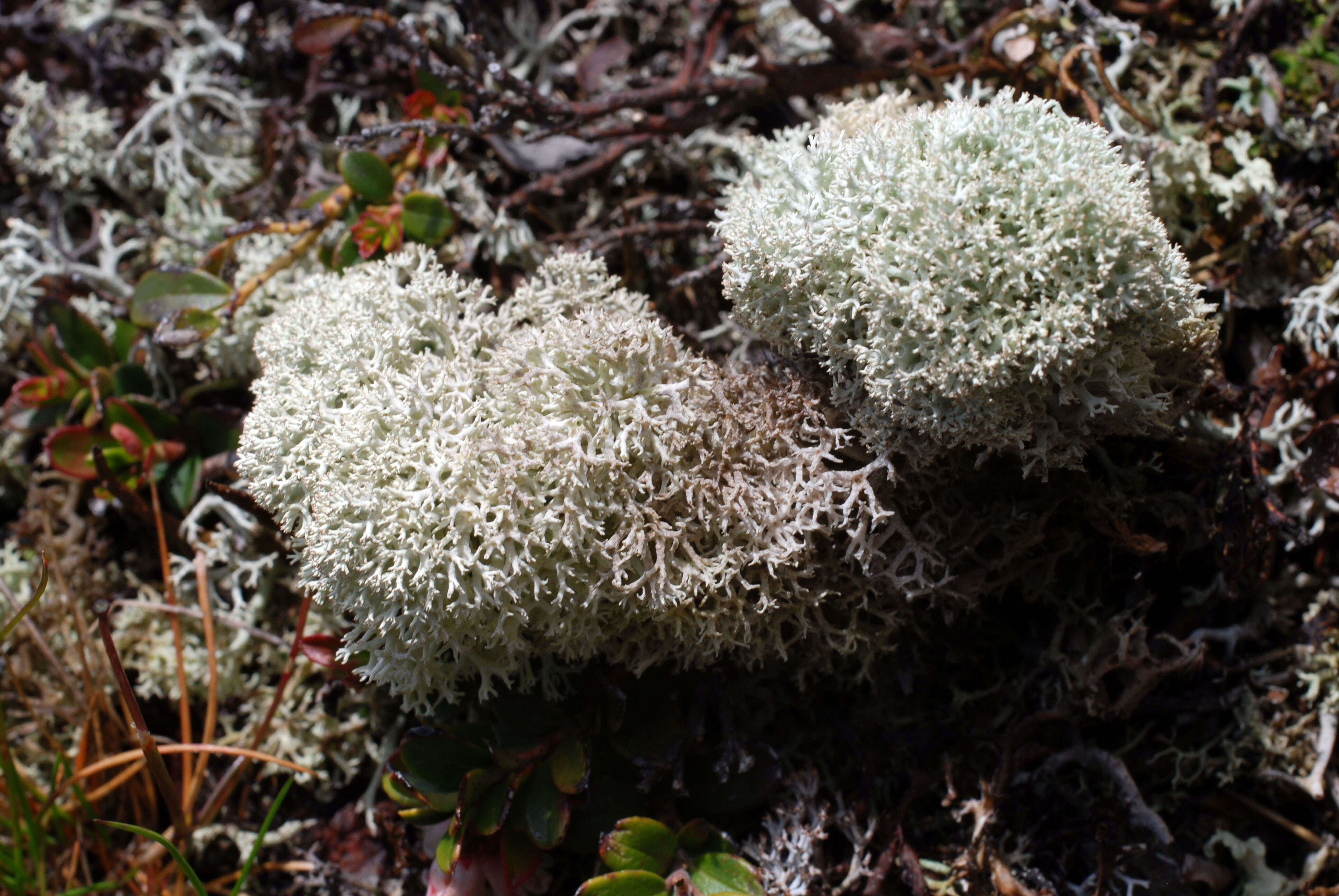 Image of star reindeer lichen