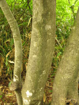 Image of Trochodendron