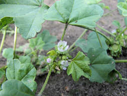 Image of Least Mallow