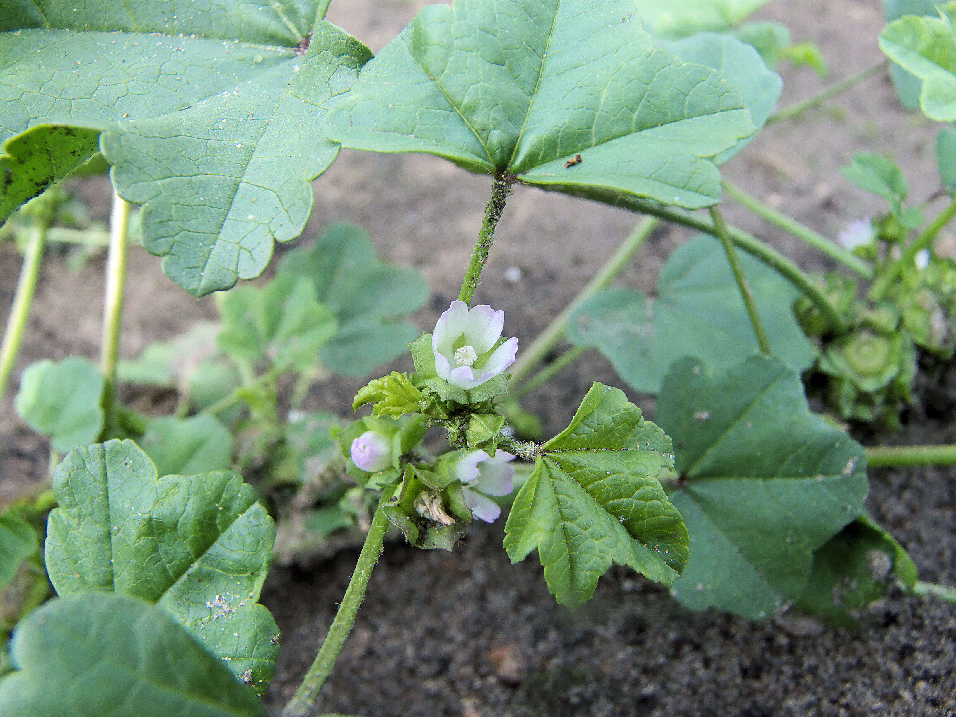 Image of Least Mallow